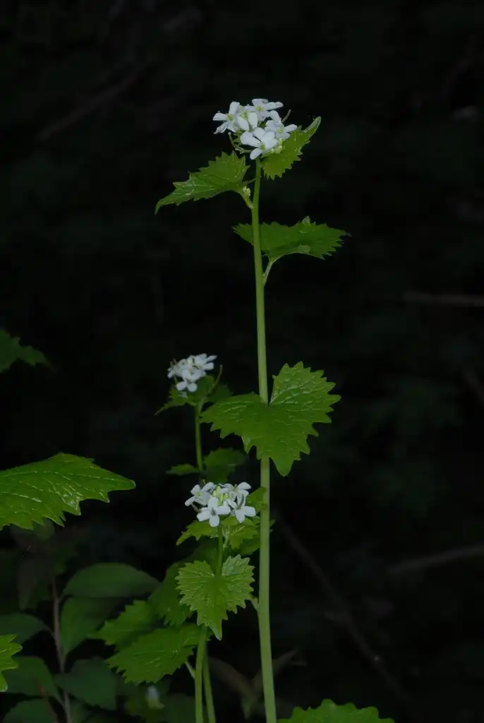 Foto de Alliaria petiolata - (Cocke County, TN)-Mid Spring:Douglas Goldman, USDA