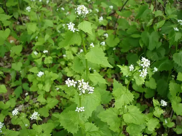 Foto de Alliaria petiolata - Full plant view:hspauldi