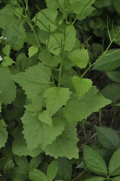 Foto de Alliaria petiolata - Full plant:NY State IPM Program
