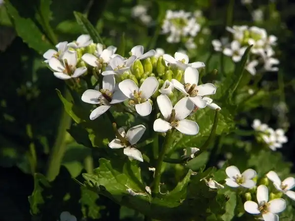 Foto de Alliaria petiolata - Flower:Paul O'Connor