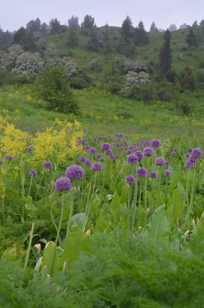 Foto de Allium aflatunense (Allium aflatunenses)