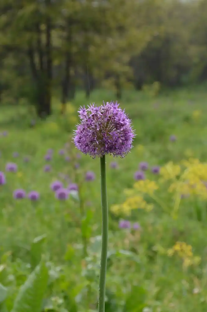 Foto de Allium aflatunense (Allium aflatunenses)