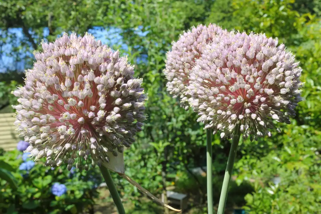 Foto de Allium ampeloprasum - Leeks blooming:SKas