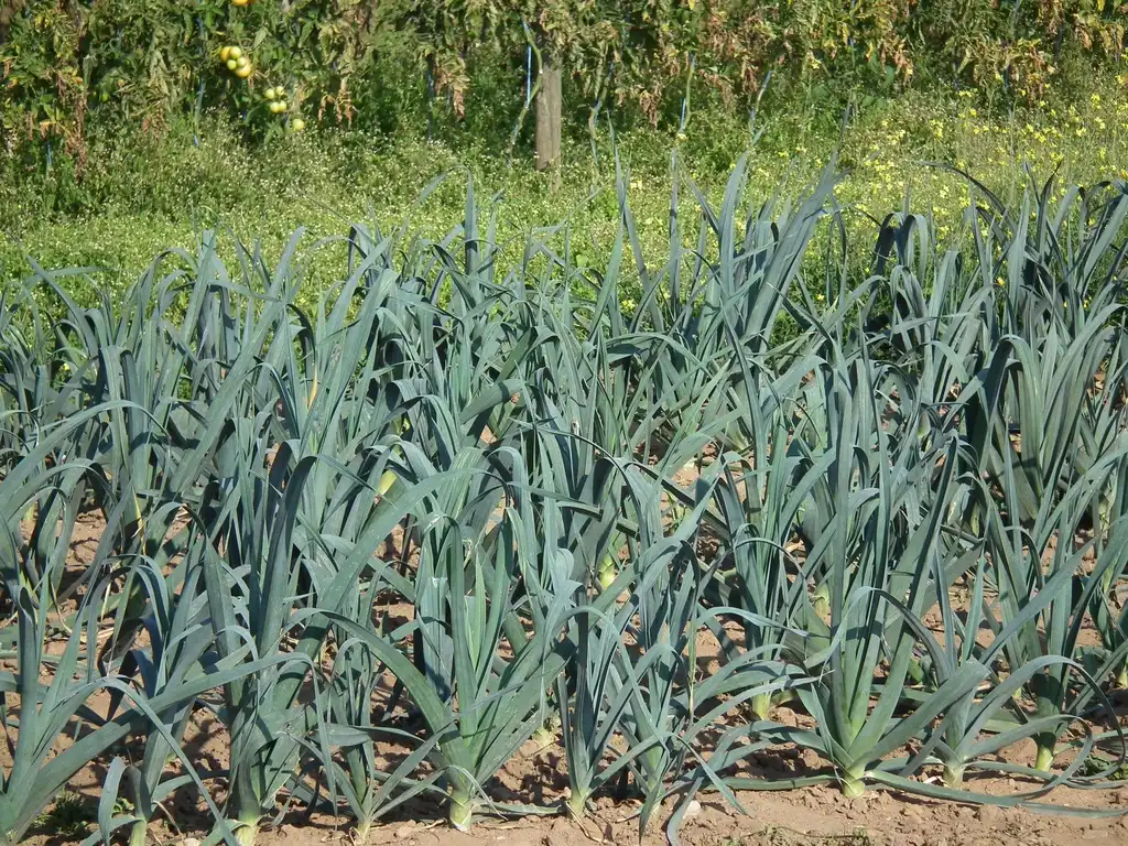 Foto de Allium ampeloprasum - Form of leeks:4028mdk09