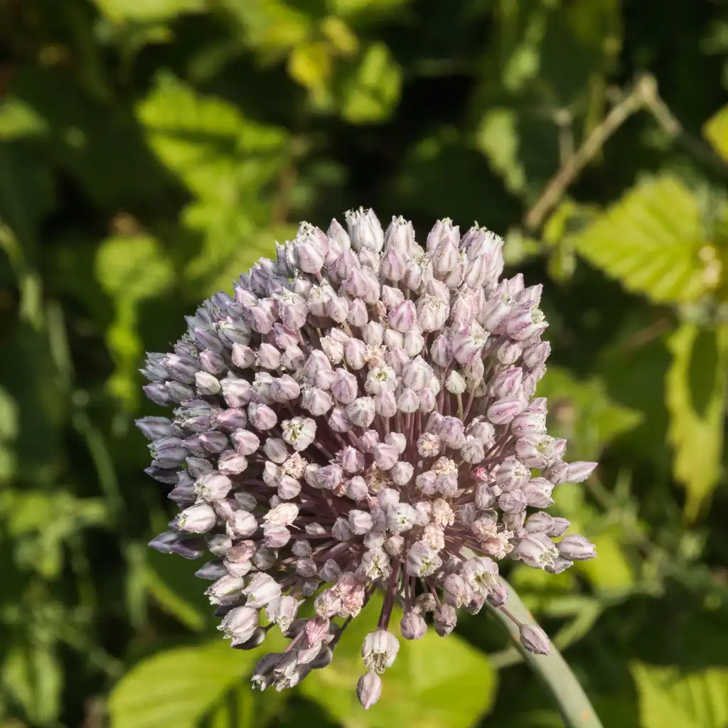 Foto de Allium ampeloprasum - wild leek flower:Daniel VILLAFRUELA.