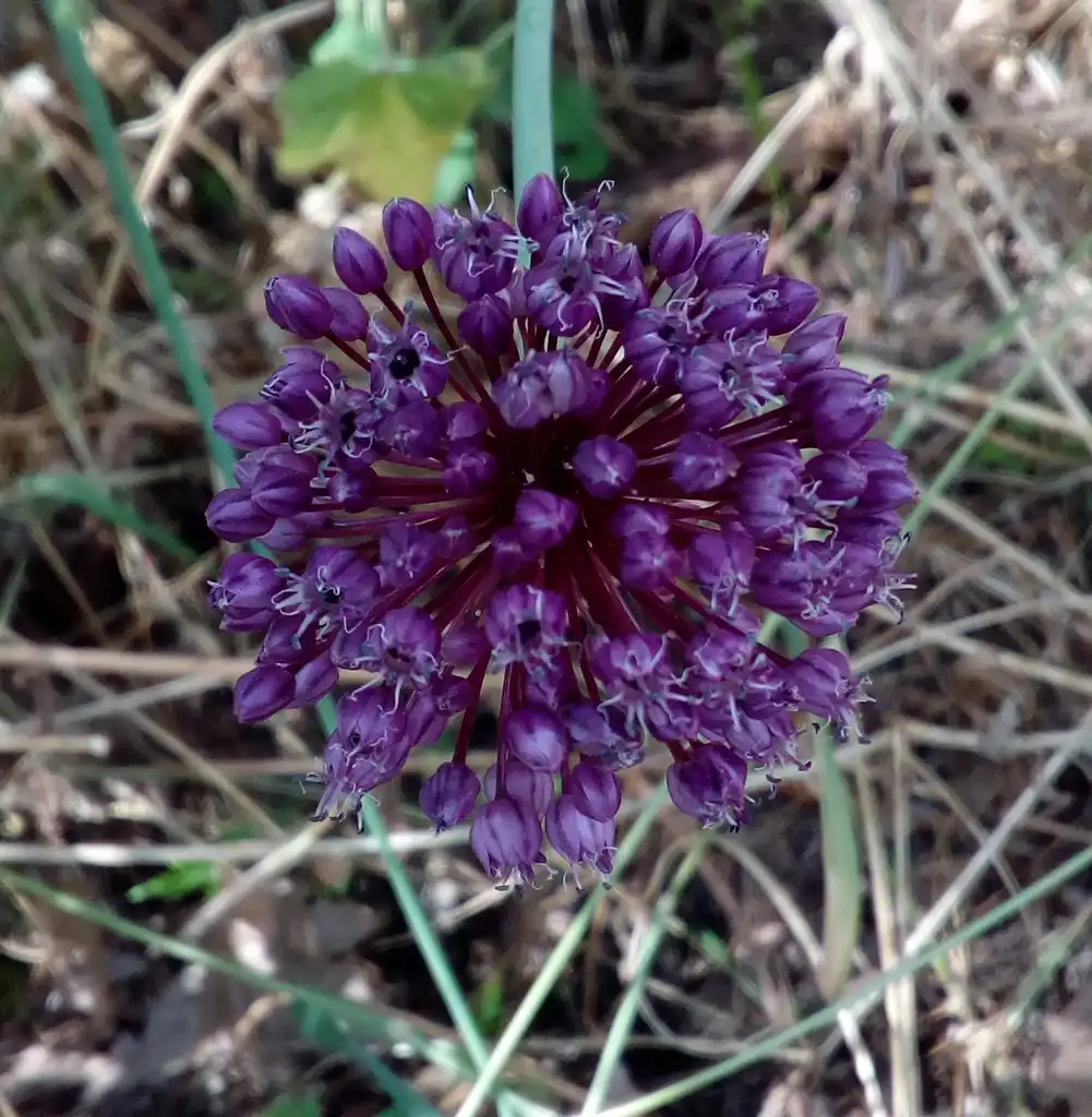 Foto de Allium ampeloprasum - purple inflorescence:Ανώνυμος Βικιπαιδιστής