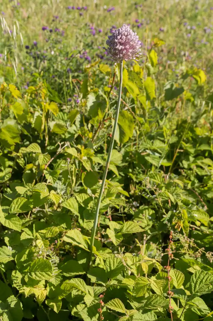 Foto de Allium ampeloprasum - habit:Daniel VILLAFRUELA.