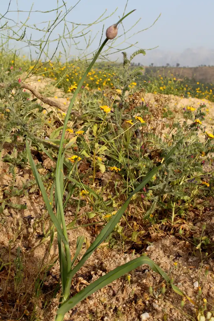 Foto de Allium ampeloprasum - Garlic habit:Zidat