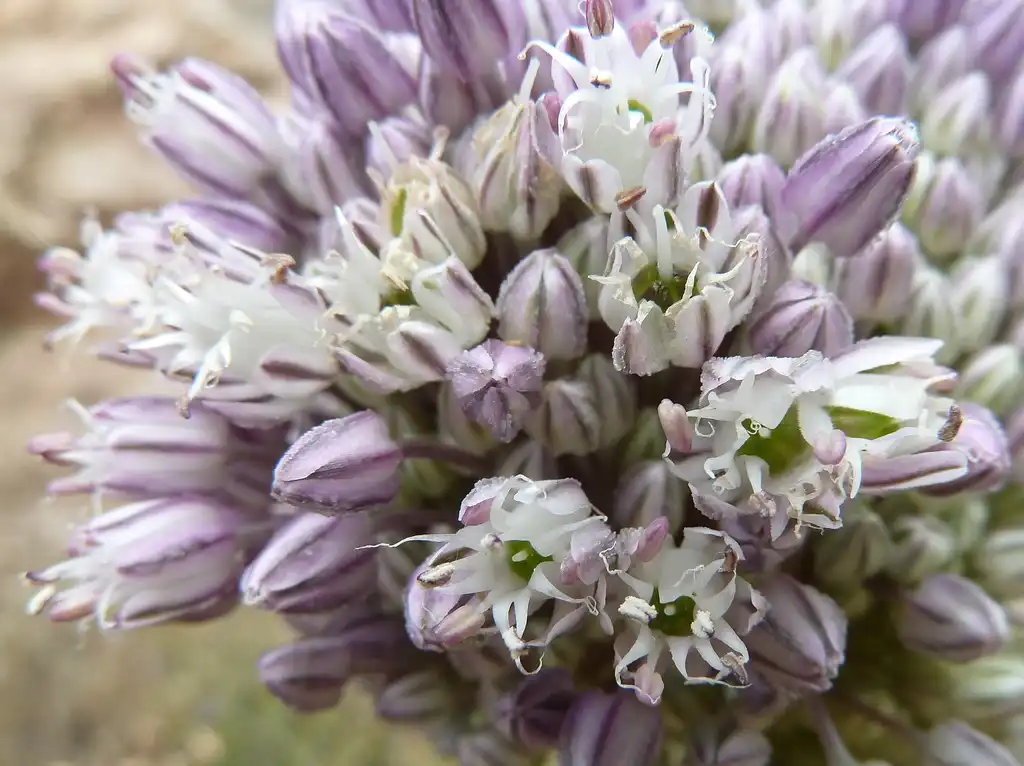 Foto de Allium ampeloprasum - Inflorescence:Philmarin