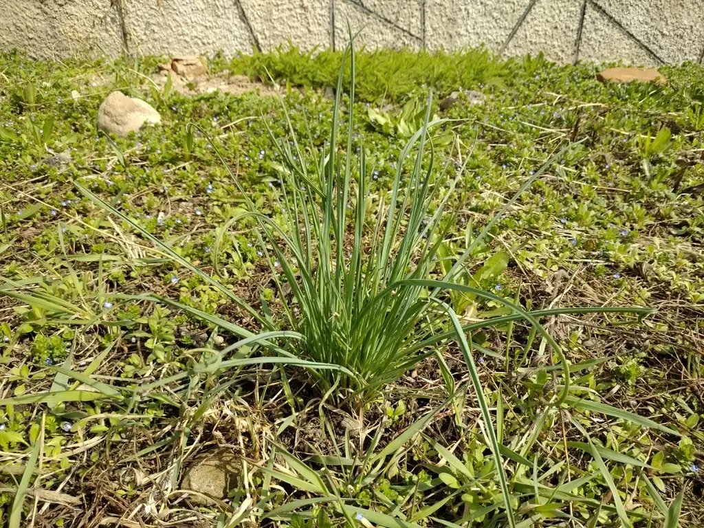 Foto de Allium caeruleum (Allium caeruleums)