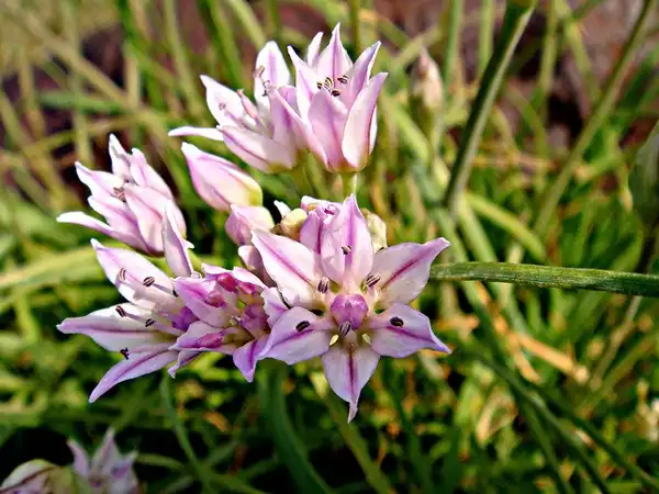 Foto de Allium canadense (Allium canadenses)