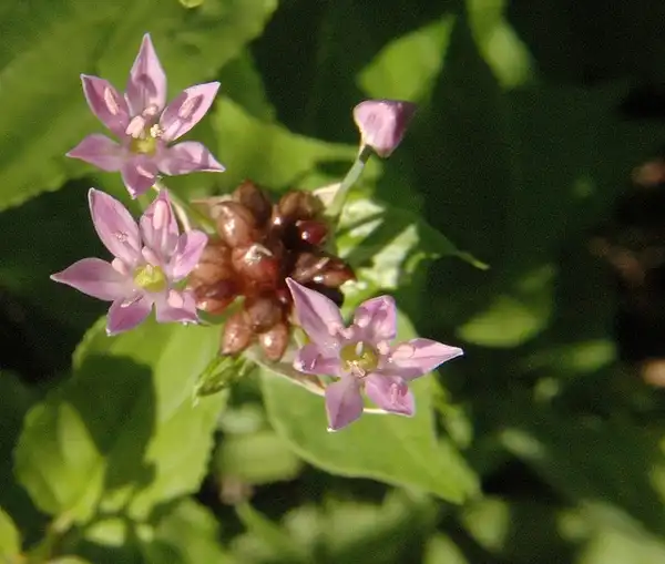 Foto de Allium canadense (Allium canadenses)