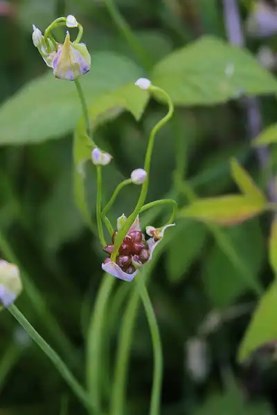 Foto de Allium canadense - Leaves:Dan Mullen