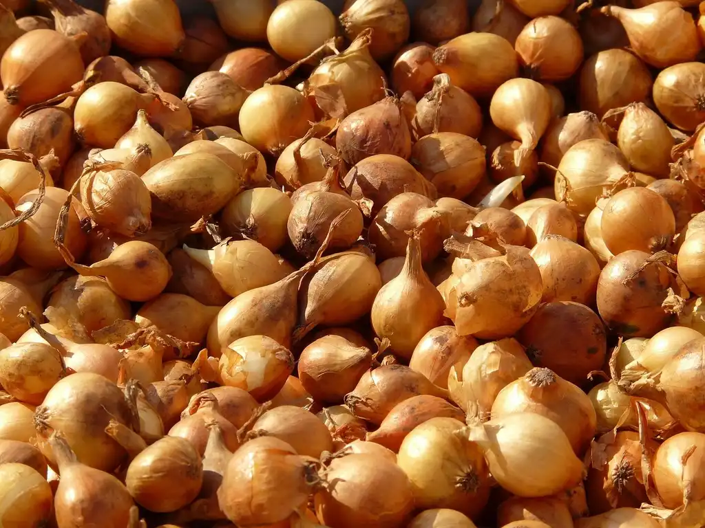 Photo of Allium cepa (Allium cepas)