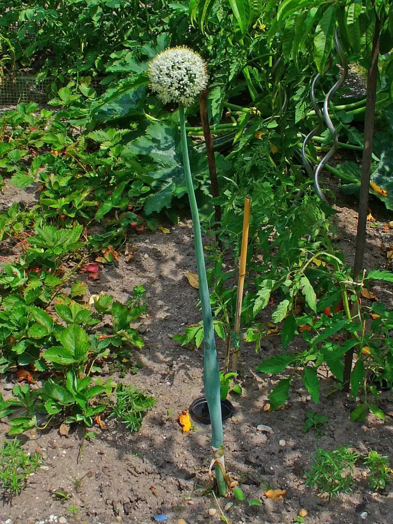Photo of Allium cepa (Allium cepas)