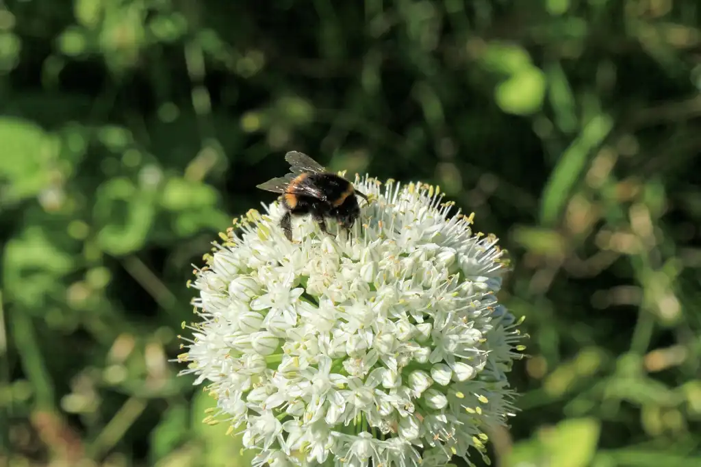 Photo of Allium cepa - inflorescence:Frank Vincentz