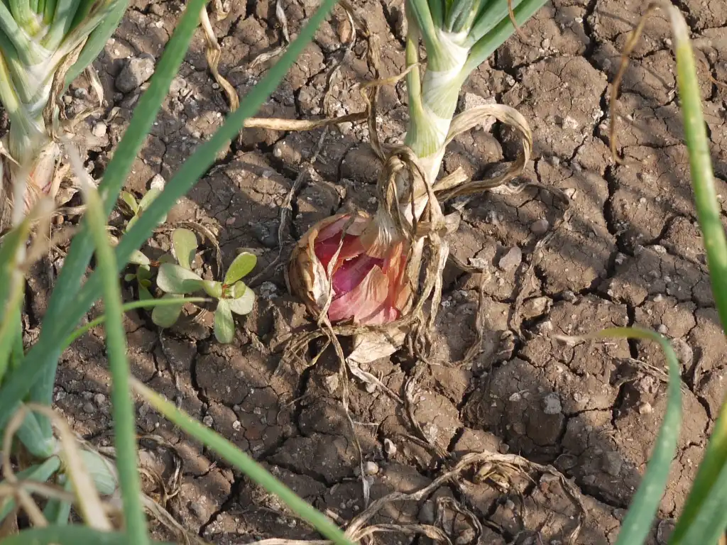 Photo of Allium cepa - Habit near ground:Dinesh Valke