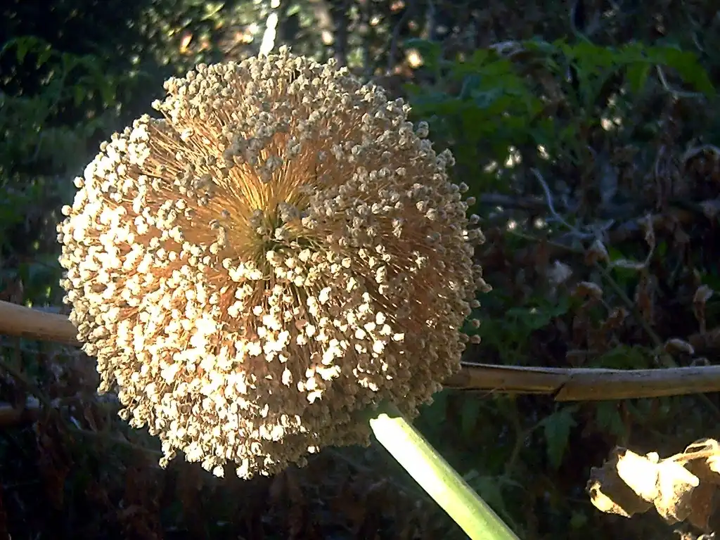 Photo of Allium cepa - Inflorescence:Javier martin