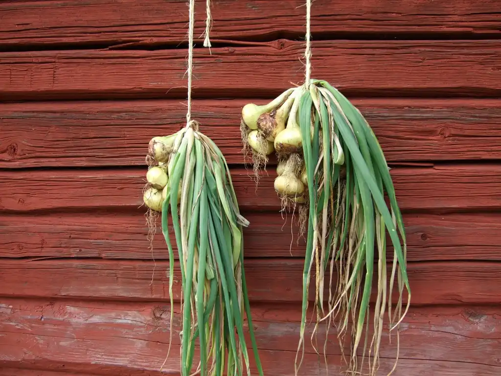 Photo of Allium cepa - drying (whole plant):Ztaffanb
