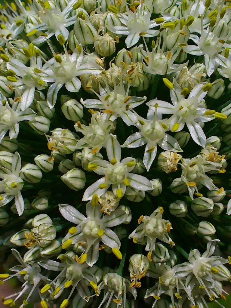 Photo of Allium cepa - inflorescence:H. Zell