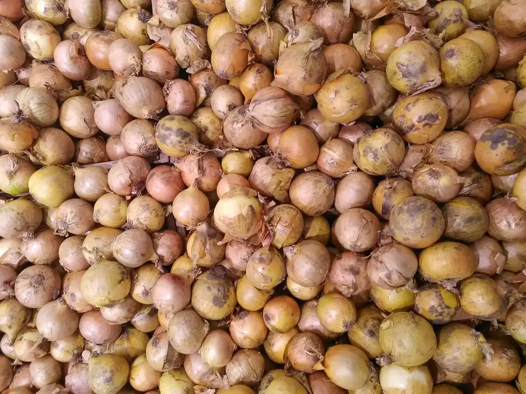 Photo of Allium cepa - onions:Filo gèn'