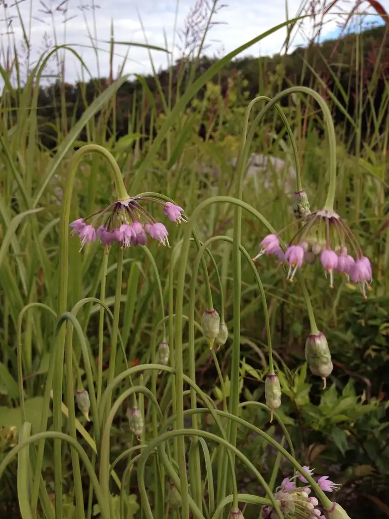 Фото Allium cernuum (Allium cernuums)