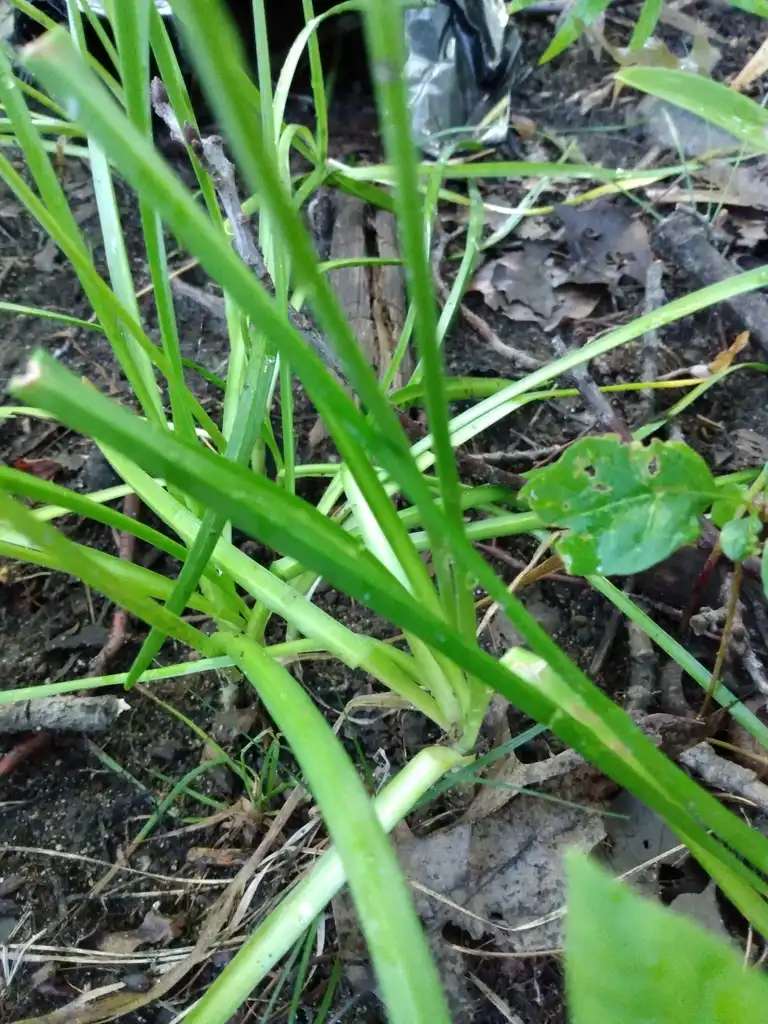 Фото Allium cernuum (Allium cernuums)