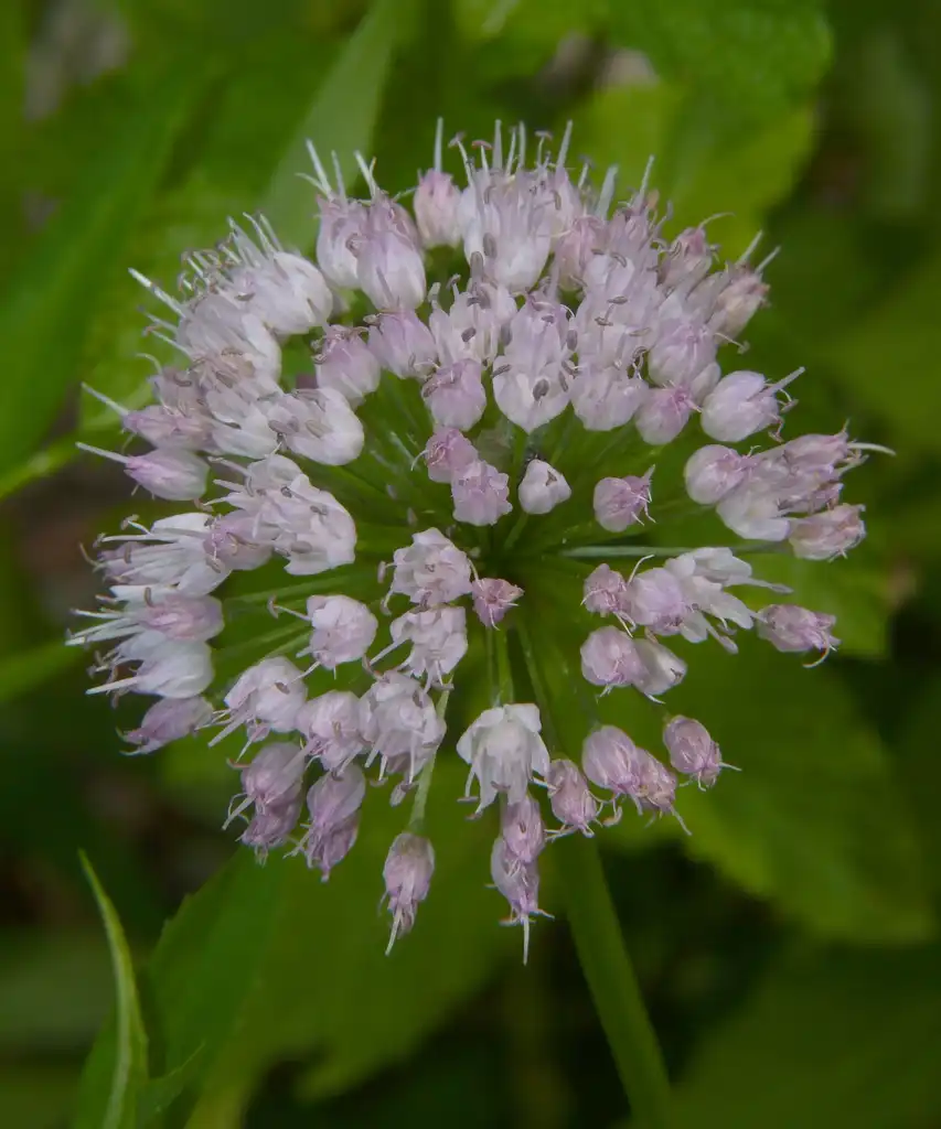 Фото Allium cernuum - Young Flower:Dendroica ceruleea