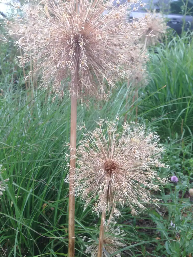 Photo of Allium cristophii (Allium cristophiis)