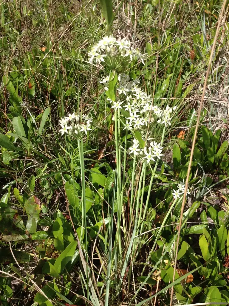 Фото Allium cuthbertii (Allium cuthbertiis)