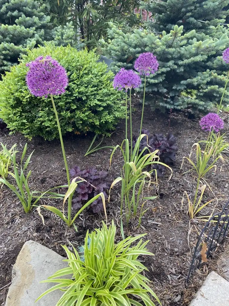 Foto de Allium giganteum (Allium giganteums)