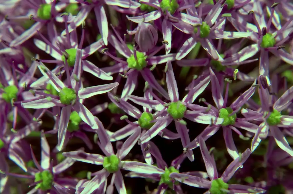 Foto de Allium giganteum (Allium giganteums)