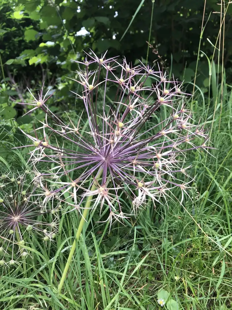 Foto de Allium giganteum - Fruits:mikescherrer