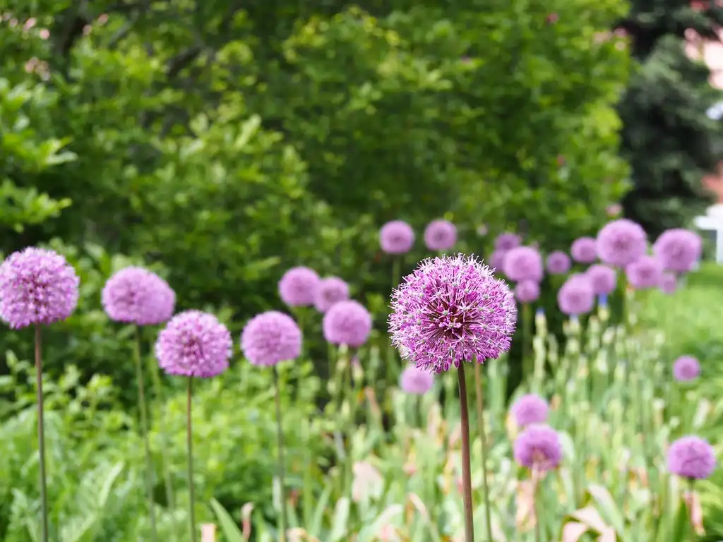 Photo of Allium hollandicum (Allium hollandicums)