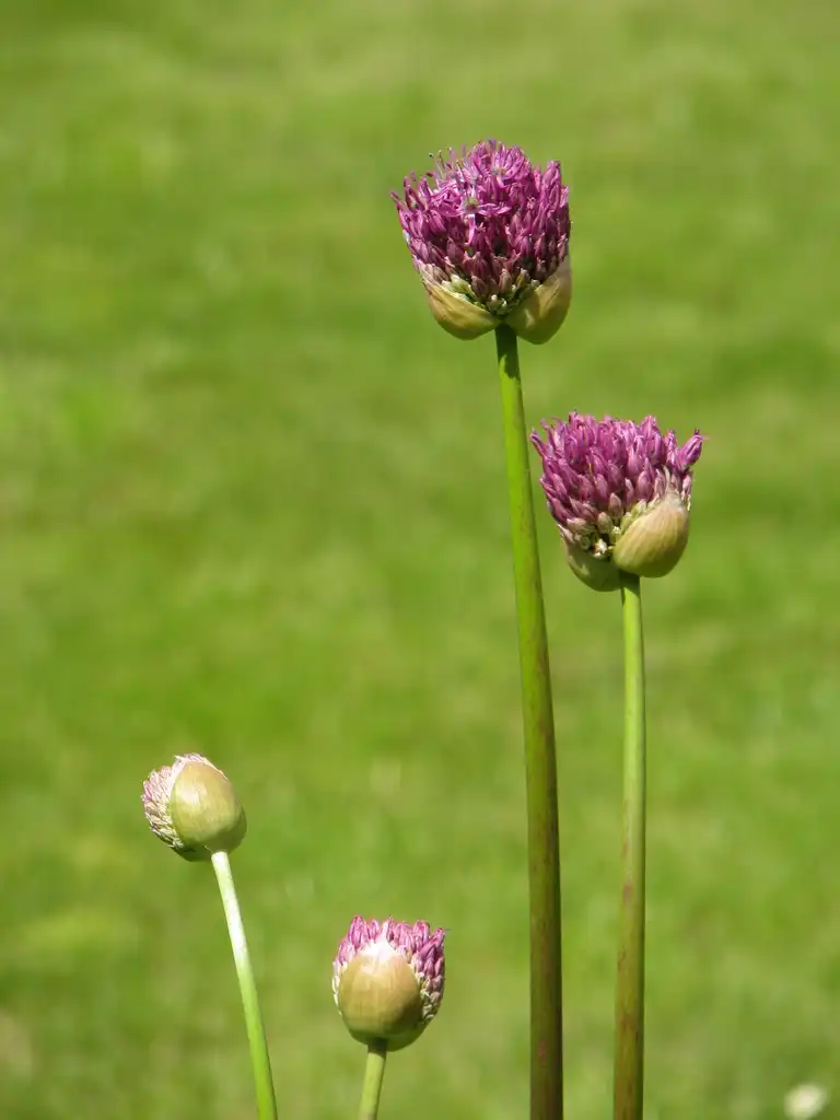 Photo of Allium hollandicum (Allium hollandicums)