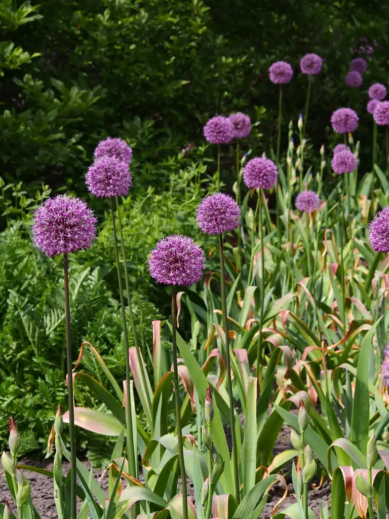 Photo of Allium hollandicum - Form of 'Purple Sensation':Agnieszka Kwiecień, Nova