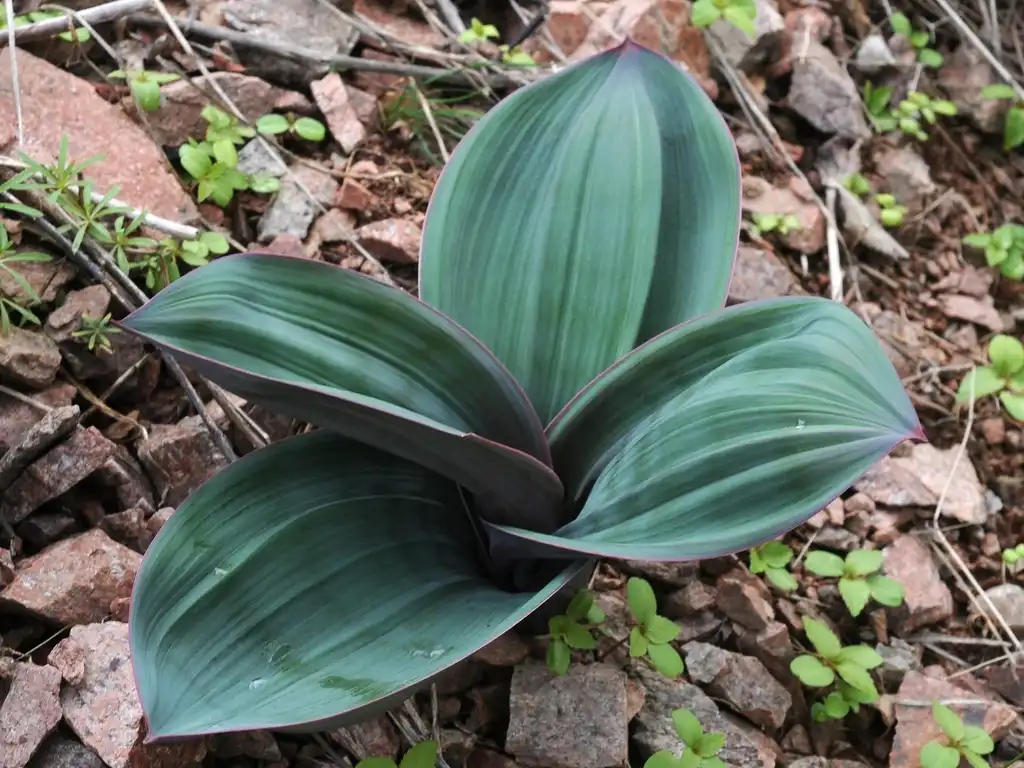 Фото Allium karataviense (Allium karatavienses)
