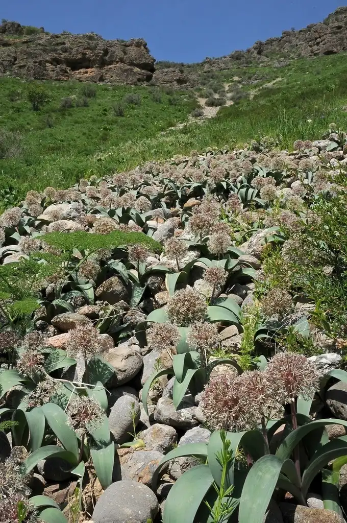 Фото Allium karataviense (Allium karatavienses)