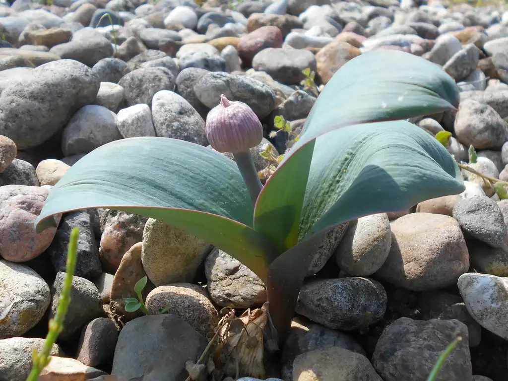 Фото Allium karataviense - Form Height:Salicyna