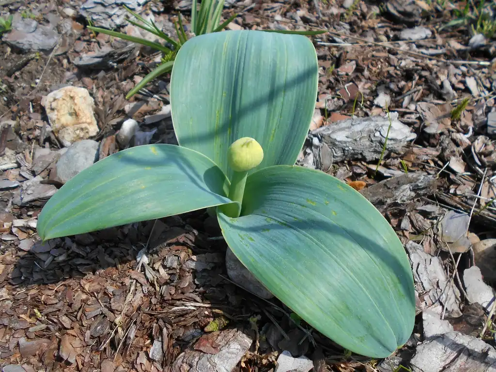 Фото Allium karataviense - 'Ivory Queen' Form:Salicyna