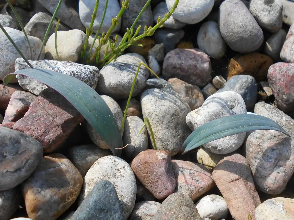 Фото Allium karataviense - Sprouting in rocky terrain:Salicyna