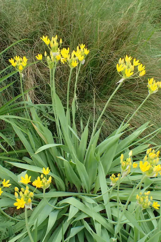 Foto de Allium moly (Allium molys)