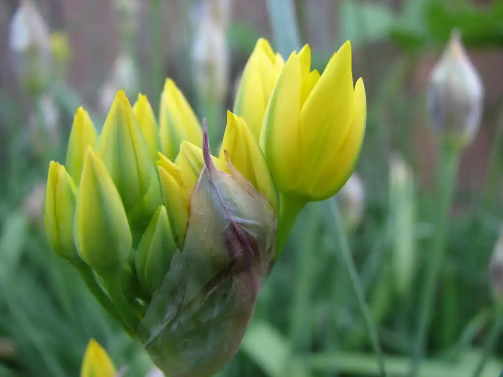 Foto de Allium moly (Allium molys)
