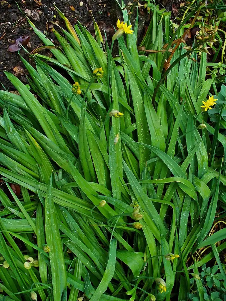 Foto de Allium moly - Leaves:H. Zell
