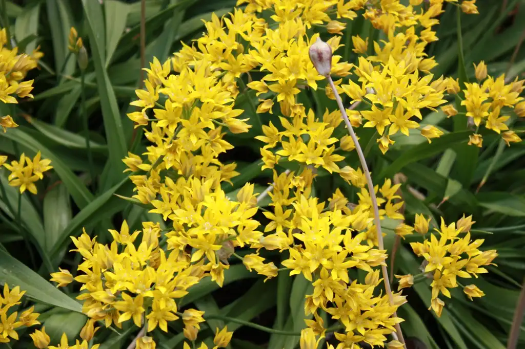 Foto de Allium moly - Flowers:Dolly442