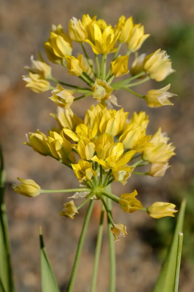 Foto de Allium moly - Flower Close-up:Marie-Lan Nguyen