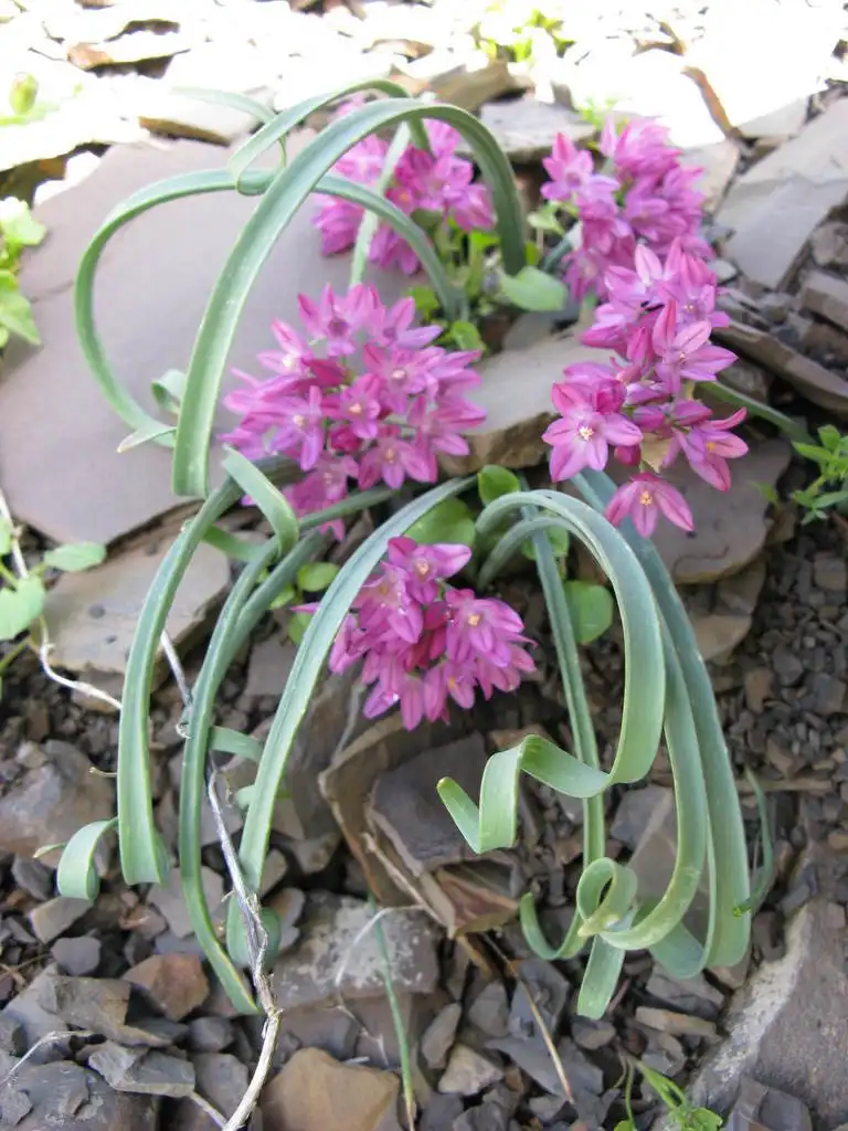 Фото Allium oreophilum (Allium oreophilums)