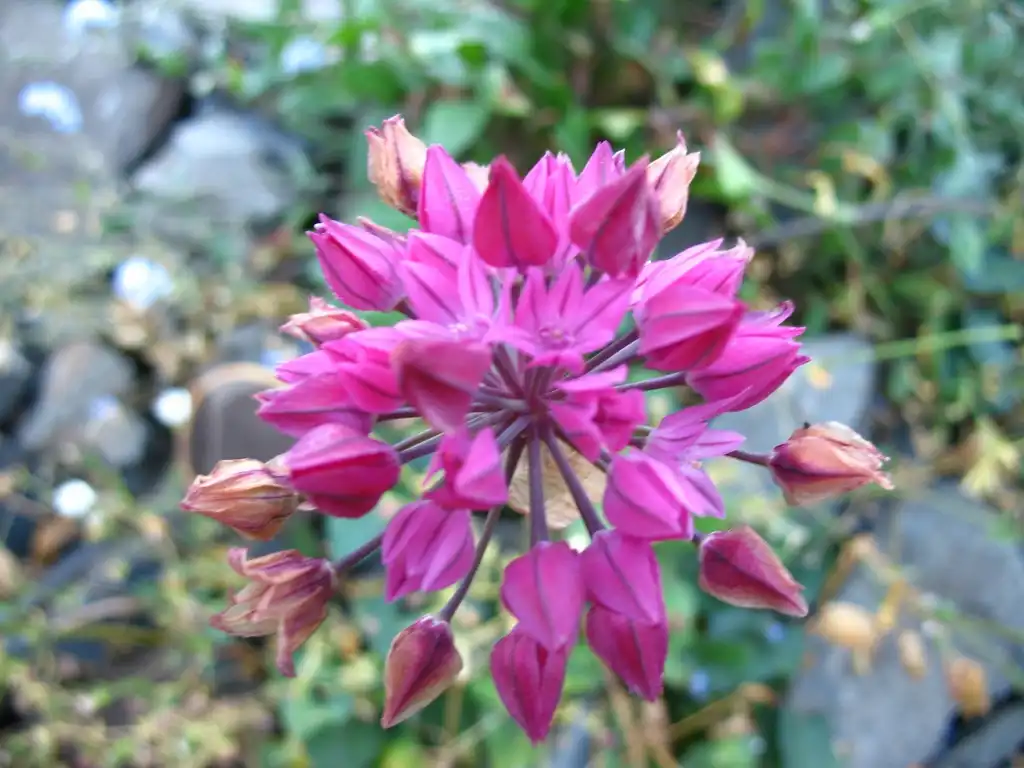 Фото Allium oreophilum (Allium oreophilums)