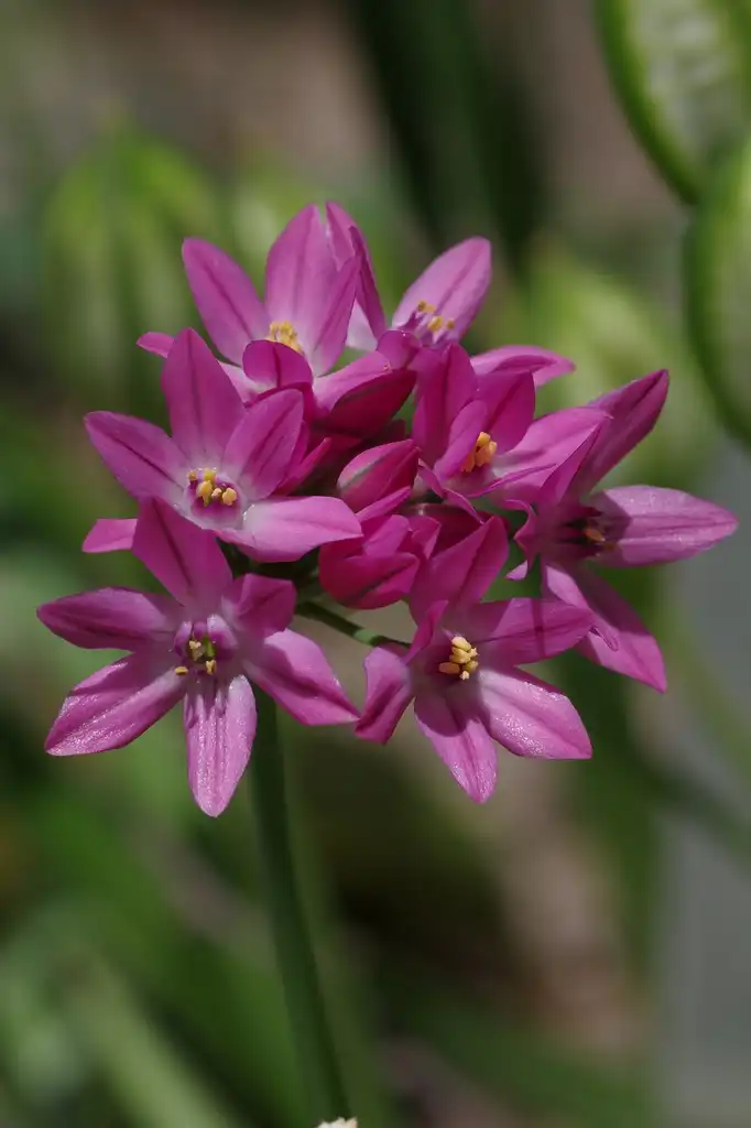 Фото Allium oreophilum - Flowers:El Grafo