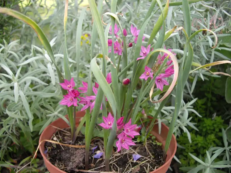 Фото Allium oreophilum - Growing in a pot:ghislain118 http://www.fleurs-des-montagnes.net